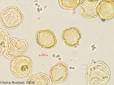 Olea europaea - lame n° 35600