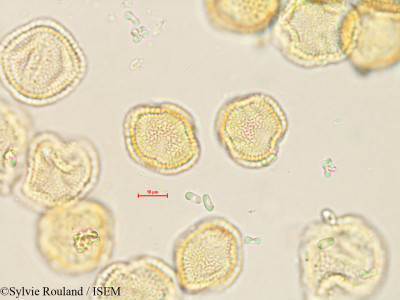 Olea europaea - lame n° 35600