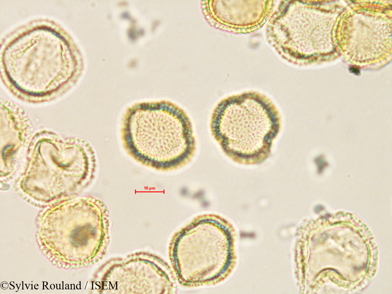 Sylvie.Rouland/Olea_europaea_35600/Olea_europaea_35600_0007(copy).jpg