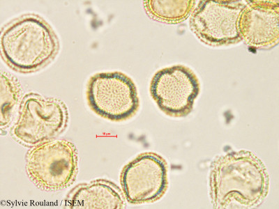 Olea europaea - lame n° 35600