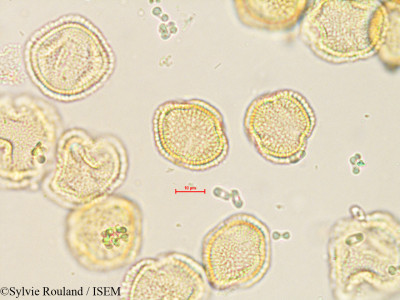 Olea europaea - lame n° 35600