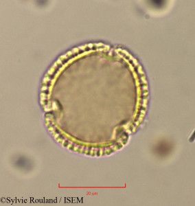 Olea europaea - lame n° 37427