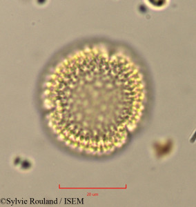 Olea europaea - lame n° 37427