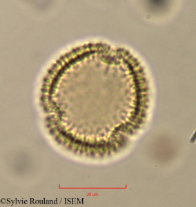 Olea europaea - lame n° 37427
