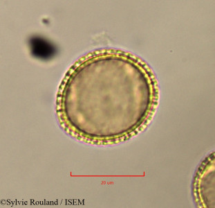 Olea europaea - lame n° 37427