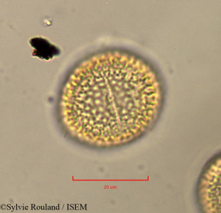 Olea europaea - lame n° 37427