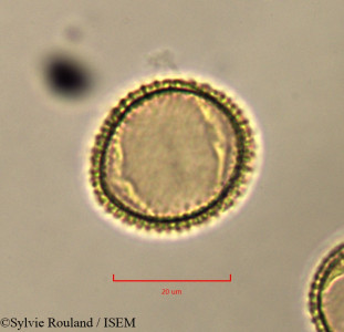 Olea europaea - lame n° 37427