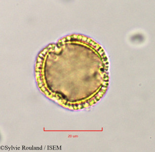 Olea europaea - lame n° 37489
