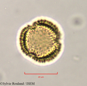 Olea europaea - lame n° 37489