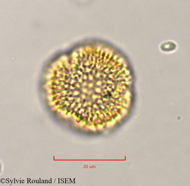 Sylvie.Rouland/Olea_europaea_37489/Olea_europaea_37489_0003(copy).jpg