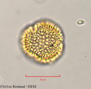 Olea europaea - lame n° 37489