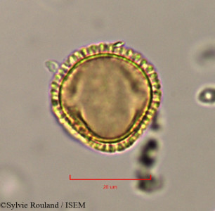 Olea europaea - lame n° 37489