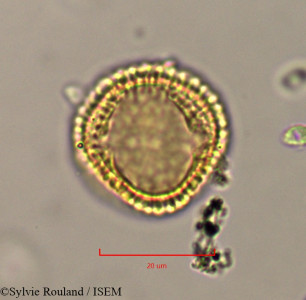 Olea europaea - lame n° 37489