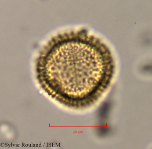Olea europaea - lame n° 37489