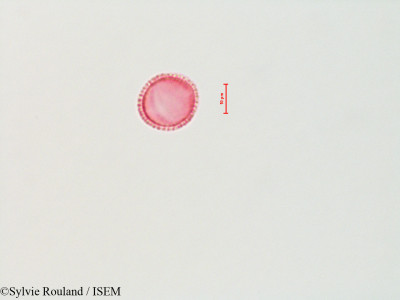 Olea europaea - lame n° 4456