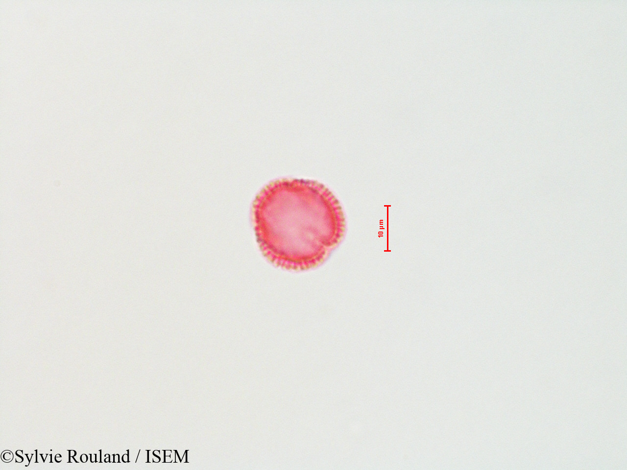 Sylvie.Rouland/Olea_europaea_4456/Olea_europaea_4456_0004(copy).jpg