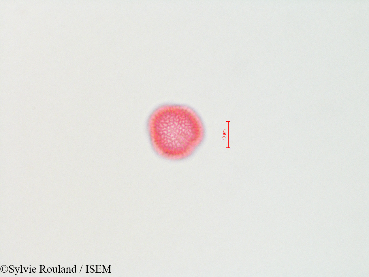 Sylvie.Rouland/Olea_europaea_4456/Olea_europaea_4456_0005(copy).jpg