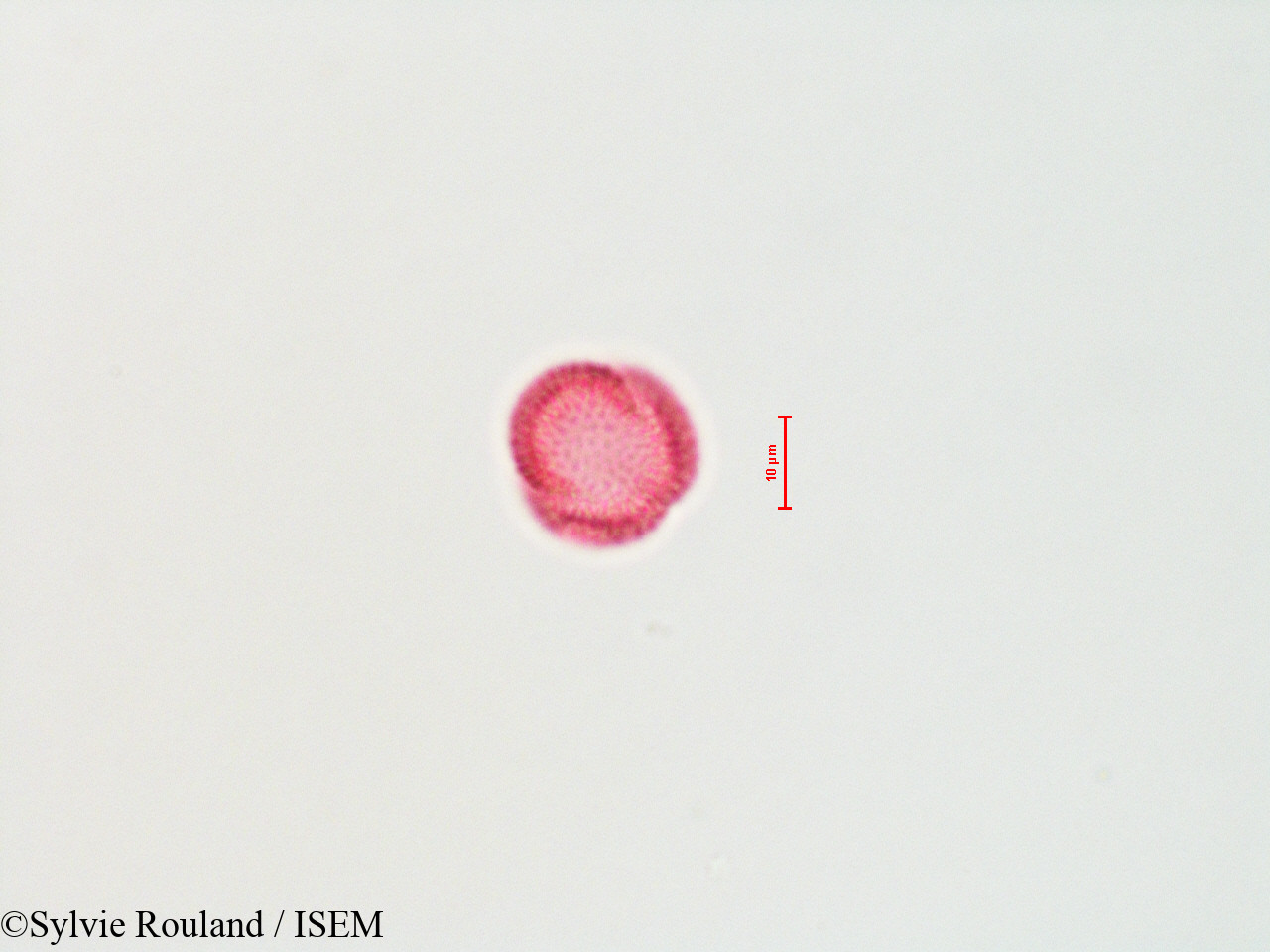 Sylvie.Rouland/Olea_europaea_4456/Olea_europaea_4456_0006(copy).jpg