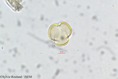 Sylvie.Rouland/Oligomeris_subulata_168/Oligomeris_subulata_168_0001(copy)_thumb.jpg