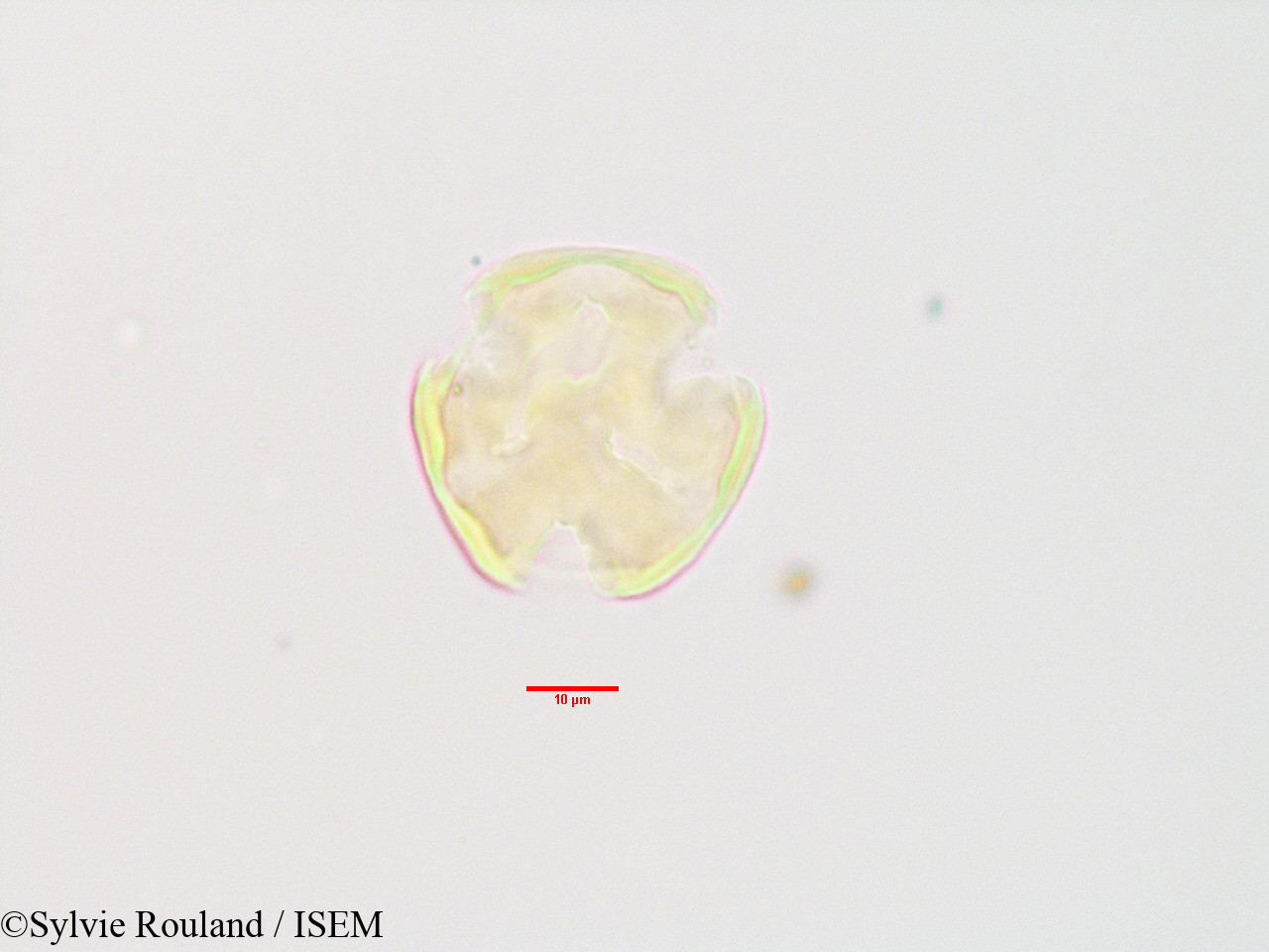 Sylvie.Rouland/Olinia_acuminata_3404/Olinia_acuminata_3404_0001(copy).jpg