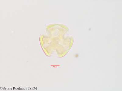 Sylvie.Rouland/Olinia_acuminata_3404/Olinia_acuminata_3404_0001(copy)_thumb.jpg