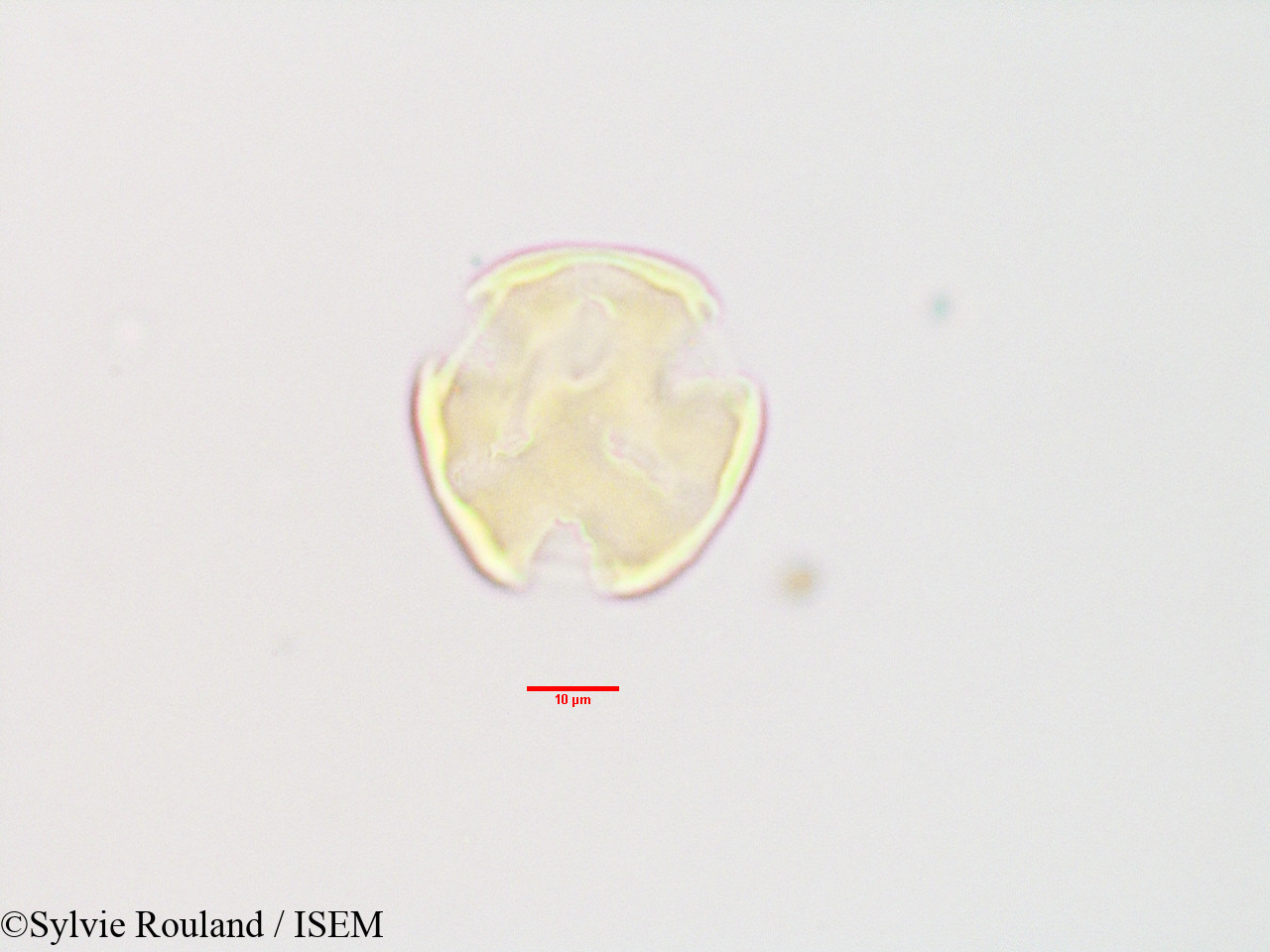 Sylvie.Rouland/Olinia_acuminata_3404/Olinia_acuminata_3404_0002(copy).jpg