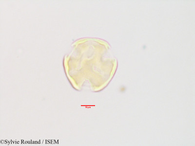 Olinia acuminata - lame n° 3404