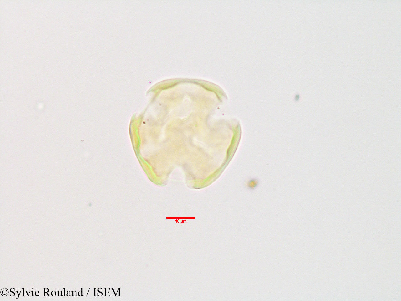 Sylvie.Rouland/Olinia_acuminata_3404/Olinia_acuminata_3404_0003(copy).jpg