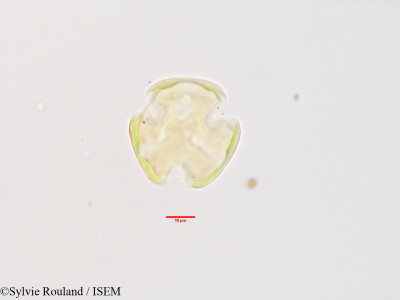 Olinia acuminata - lame n° 3404