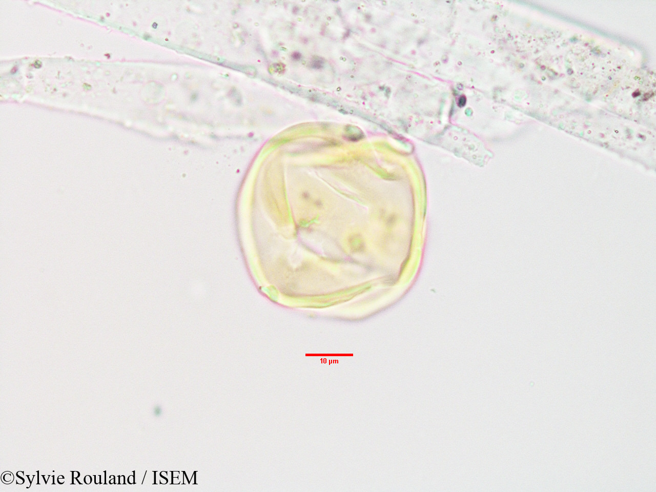 Sylvie.Rouland/Olinia_acuminata_3404/Olinia_acuminata_3404_0004(copy).jpg