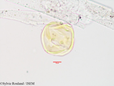Olinia acuminata - lame n° 3404