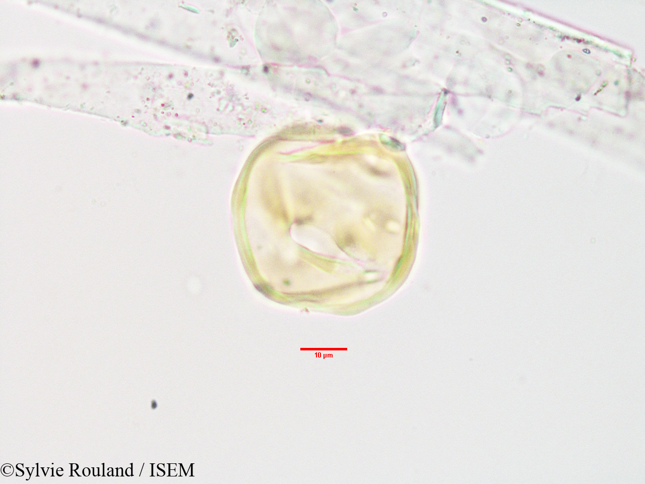 Sylvie.Rouland/Olinia_acuminata_3404/Olinia_acuminata_3404_0005(copy).jpg