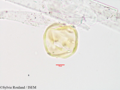 Olinia acuminata - lame n° 3404