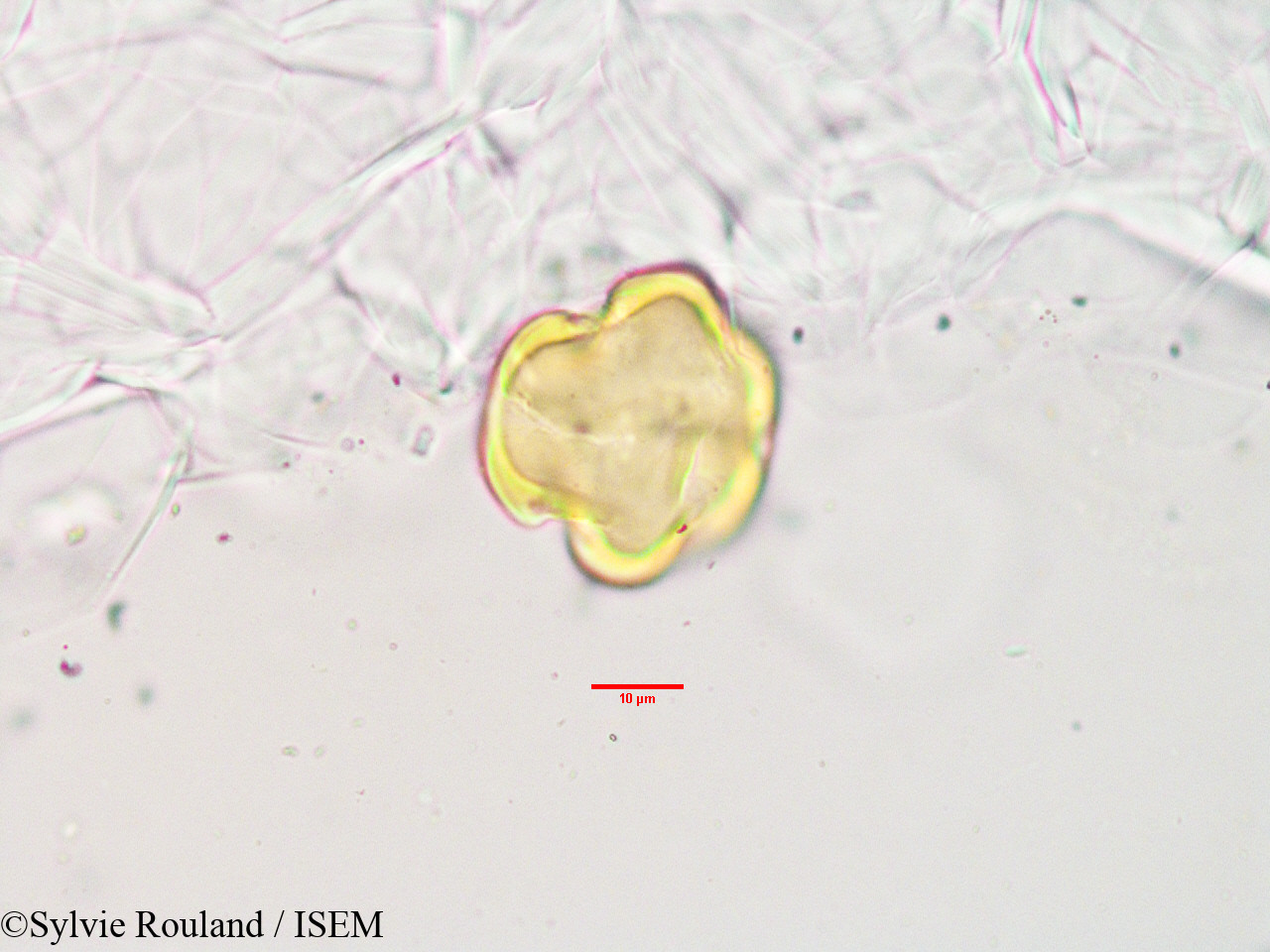 Sylvie.Rouland/Olinia_acuminata_3404/Olinia_acuminata_3404_0006(copy).jpg