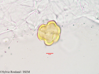 Olinia acuminata - lame n° 3404