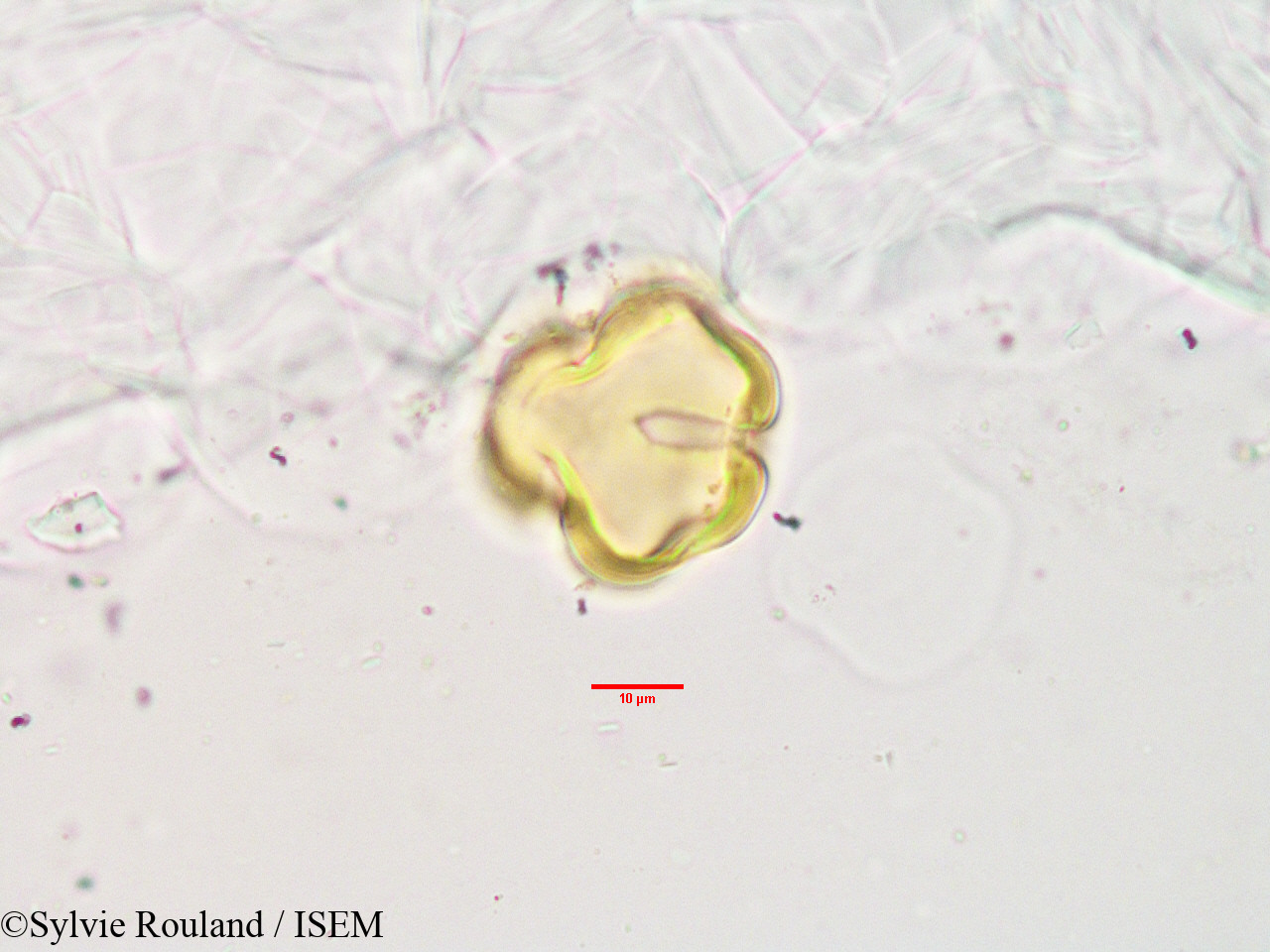 Sylvie.Rouland/Olinia_acuminata_3404/Olinia_acuminata_3404_0007(copy).jpg