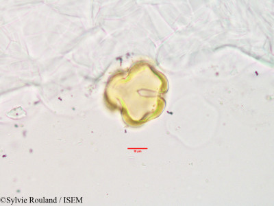 Olinia acuminata - lame n° 3404