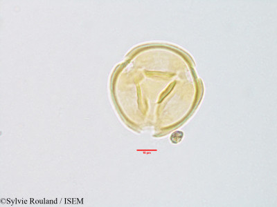Sylvie.Rouland/Olinia_macrophylla_3079/Olinia_macrophylla_3079_0001(copy)_thumb.jpg