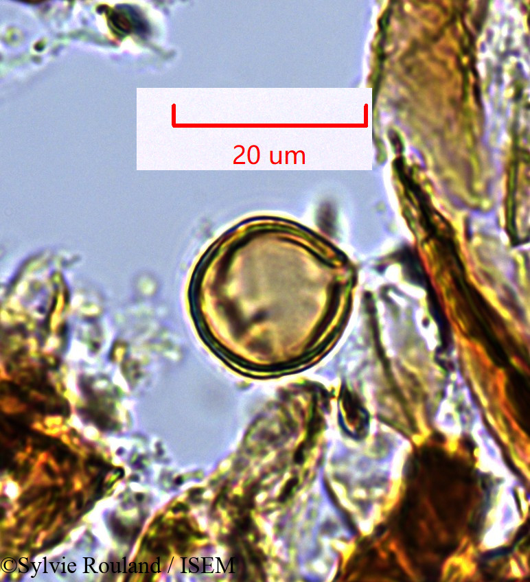 Sylvie.Rouland/Oncostema_humbettionum_1359/Oncostema_humbettionum_1359_0001(copy).jpg