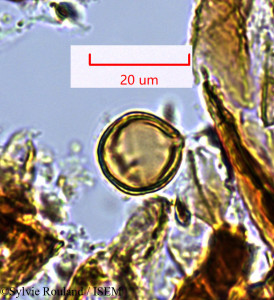 Sylvie.Rouland/Oncostema_humbettionum_1359/Oncostema_humbettionum_1359_0001(copy)_thumb.jpg