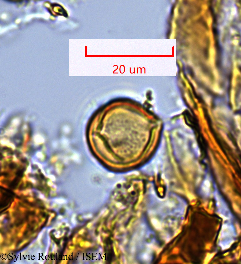 Sylvie.Rouland/Oncostema_humbettionum_1359/Oncostema_humbettionum_1359_0002(copy).jpg
