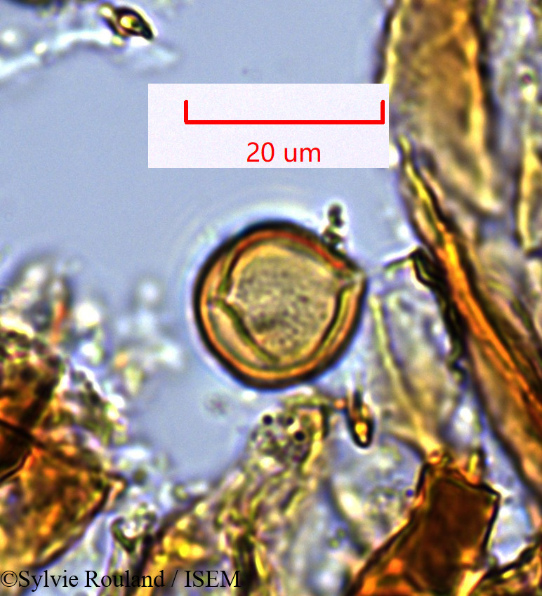 Sylvie.Rouland/Oncostema_humbettionum_1359/Oncostema_humbettionum_1359_0003(copy).jpg