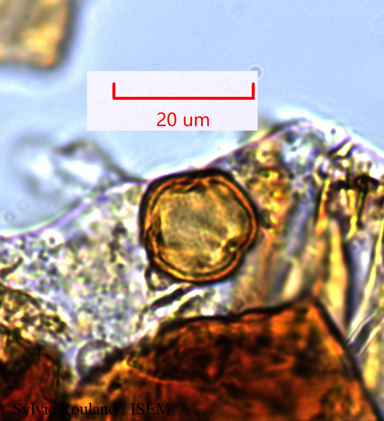 Sylvie.Rouland/Oncostema_humbettionum_1359/Oncostema_humbettionum_1359_0005(copy).jpg