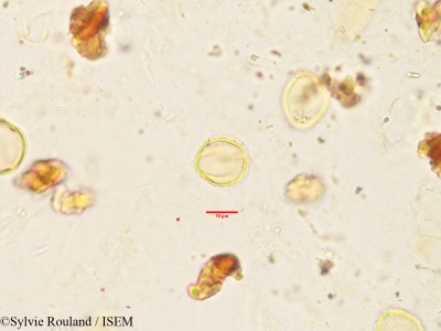 Sylvie.Rouland/Oncostemum_botryoides_3443/Oncostemum_botryoides_3443_0001(copy)_thumb.jpg