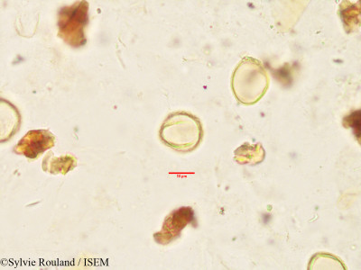 Oncostemum botryoides - lame n° 3443