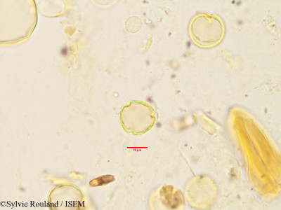 Oncostemum botryoides - lame n° 3443