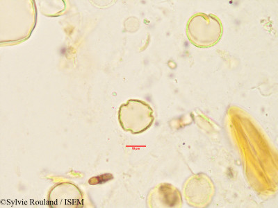 Oncostemum botryoides - lame n° 3443