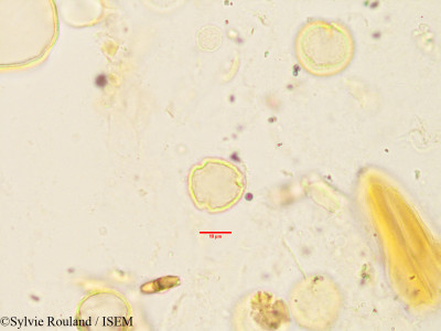 Oncostemum botryoides - lame n° 3443