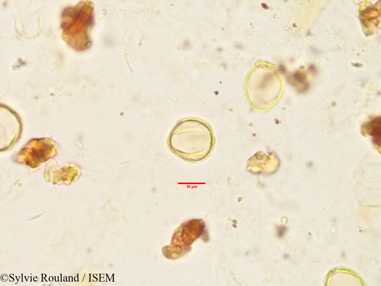 Sylvie.Rouland/Oncostemum_botryoides_3443/Oncostemum_botryoides_3443_0006(copy).jpg