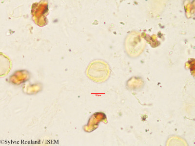 Oncostemum botryoides - lame n° 3443